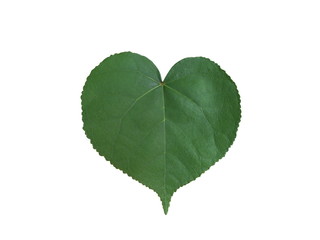 Heart shaped leaf,Green leaves isolated on white background.