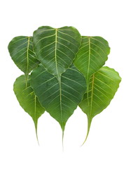 Green leaf (bodhi leaf) isolated on white background