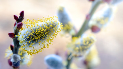 Willow branch close up during flowering on blurred background_