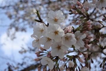 桜