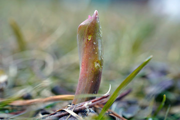 growing spring flowers in the garden