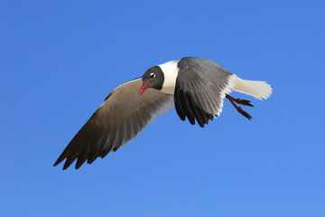 Fototapeta premium Möwe im Flug