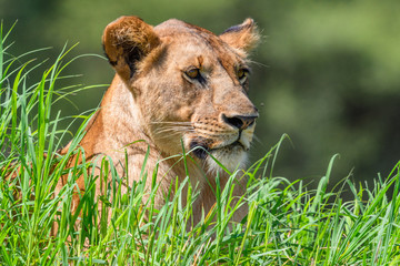 Female lion resting in the grass while keeping watch