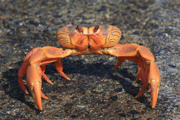 Kubanische Landkrabbe auf Küstenstraße
