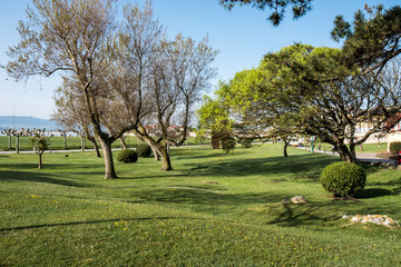 The famous live Southern Live Oaks covered in Spanish Moss growing in Savannah's historic squares. Savannah, Georgia