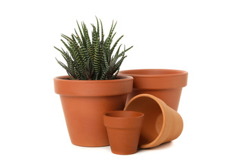 Succulent and clay pots isolated on white background