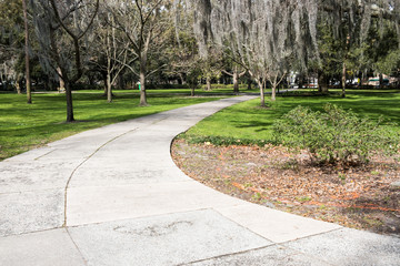 The famous live Southern Live Oaks covered in Spanish Moss growing in Savannah's historic squares. Savannah, Georgia