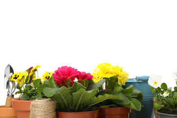 Primroses, pansies and gardening tools isolated on white background