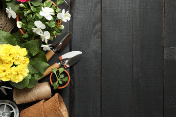 Flowers and gardening tools on wooden background, space for text