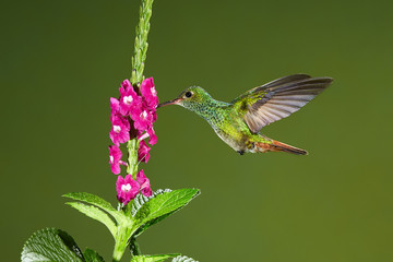 Flying Rufous-tailed Hummingbird with clear green background in Costa Rica. Hummingbird drinks...