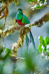 The most beautiful bird of Central America. Resplendent quetzal (Pharomachrus mocinno) Sitting ma branches covered with moss. Beautiful green quetzal with red belly.