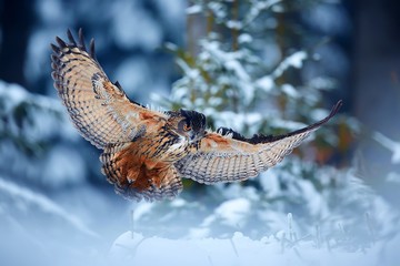 Eagle owl - Bubo bubo,  landing on snowy branch in forest. Action winter scene from nature.One of...