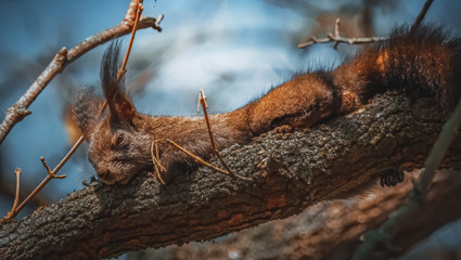Schlafendes Eichhörnchen im Baum