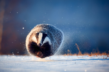 Attractive winter scene with badger. European badger (Meles meles) running on the snow. Animal in nature habitat. - obrazy, fototapety, plakaty