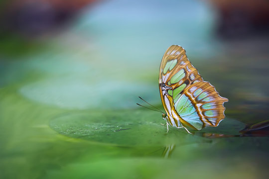 Malachite butterfly (Siproeta stelenes) on the green leaf. Beautiful colorful butterfly from Costa Rica. Insect in the nature habitat. - Powered by Adobe