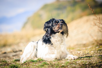 Cane all'aperto épagneul breton
