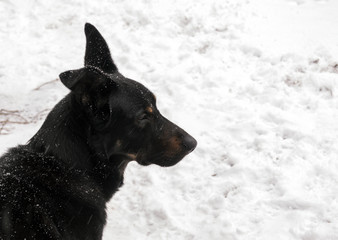 Black dog shepherd and white snow.