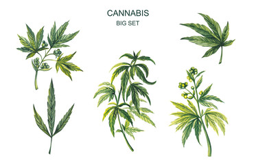 Watercolor illustration. Big set of cannabis on a white background.