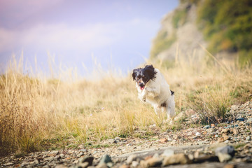 Cane animale domestico corre felice nell'erba