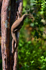 Bengal monitor (Varanus bengalensis) or common Indian monito, resting on a tree in Wilpattu National Park, Sri Lanka.