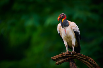 The king vulture (Sarcoramphus papa) is a large bird found in Central and South America. Wildlife scene from tropic nature of Costa Rica.