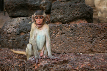 singe en liberté sur un mur dans la ville de lopburi en thaïlande