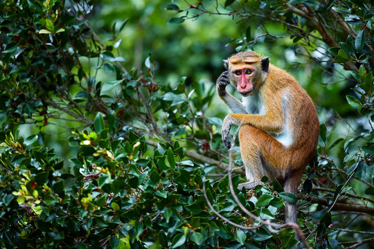 Old monkey sitting on a tree. Toque macaque (Macaca sinica) in Wilpattu. Wildlife scene from Sri Lanka.