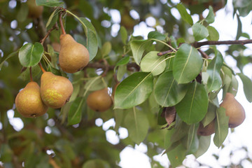 old variety of Pears on the tree. Selective focus