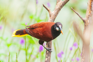 Montezuma Oropendola Psarocolius montezuma