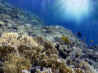 Wonderful and beautiful underwater world with corals.