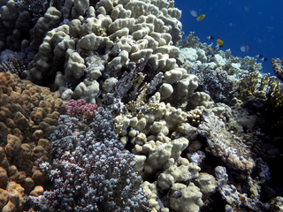 Naklejka na ściany i meble Wonderful and beautiful underwater world with corals.