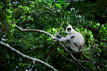 Gray langurs, sacred langurs, Indian langurs or Hanuman langurs are a group of Old World monkeys native to the Indian subcontinent, monkey sitting on tree, Sri Lanka