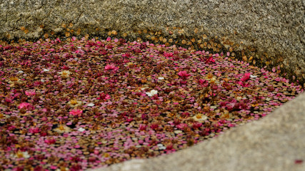 fallen petals in stagnant water at apricot tree farm