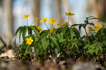 Yellow anemone (Anemone ranunculoides) or yellow wood anemone or buttercup anemone, woodland and forest plant with root-like rhizomesand petal-like tepals of rich yellow colouring, Ranunculaceae