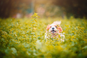 Cane animale domestico corre felice nell'erba