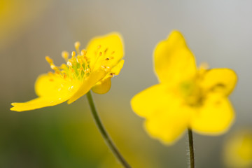 Yellow anemone (Anemone ranunculoides) or yellow wood anemone or buttercup anemone, woodland and forest plant with root-like rhizomesand petal-like tepals of rich yellow colouring. Family Ranunculacea