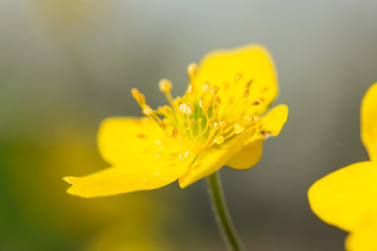 Yellow anemone (Anemone ranunculoides) or yellow wood anemone or buttercup anemone, woodland and forest plant with root-like rhizomesand petal-like tepals of rich yellow colouring. Family Ranunculacea
