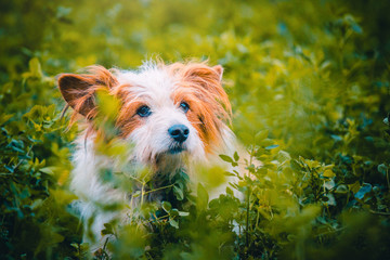 Cane animale domestico corre felice nell'erba