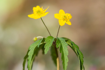 Yellow anemone (Anemone ranunculoides) or yellow wood anemone or buttercup anemone, woodland and forest plant with root-like rhizomesand petal-like tepals of rich yellow colouring. Family Ranunculacea