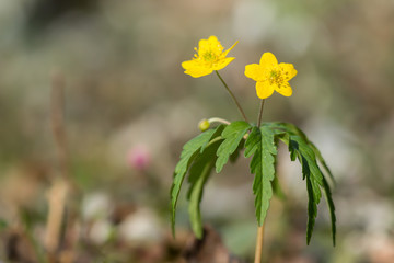 Yellow anemone (Anemone ranunculoides) or yellow wood anemone or buttercup anemone, woodland and forest plant with root-like rhizomesand petal-like tepals of rich yellow colouring. Family Ranunculacea