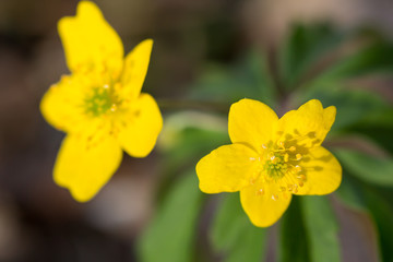 Yellow anemone (Anemone ranunculoides) or yellow wood anemone or buttercup anemone, woodland and forest plant with root-like rhizomesand petal-like tepals of rich yellow colouring. Family Ranunculacea