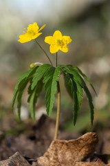 Yellow anemone (Anemone ranunculoides) or yellow wood anemone or buttercup anemone, woodland and forest plant with root-like rhizomesand petal-like tepals of rich yellow colouring. Family Ranunculacea
