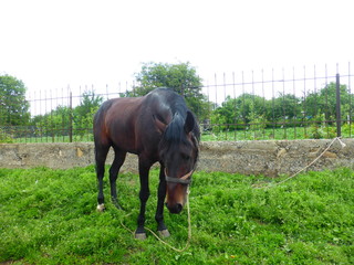 Horse grazing in a meadow near the house