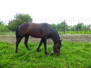 Horse grazing in a meadow near the house