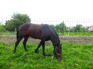 Fototapeta premium Horse grazing in a meadow near the house