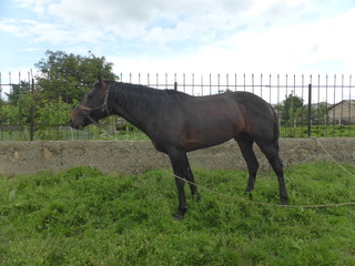 Horse grazing in a meadow near the house