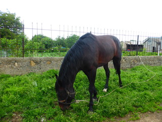Horse grazing in a meadow near the house