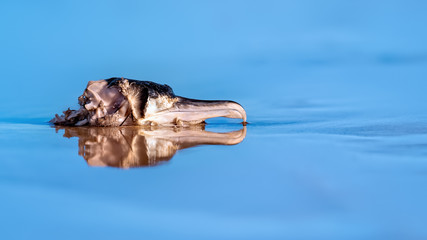 Cormorant's head lying in shallow ocean with reflections in the blue water