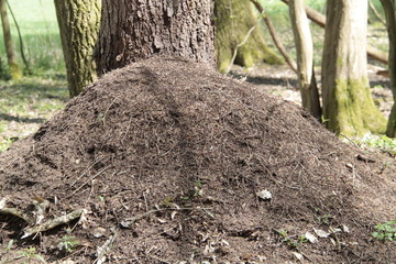 Ameisenhaufen