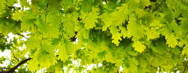 yellow flowers in the garden
